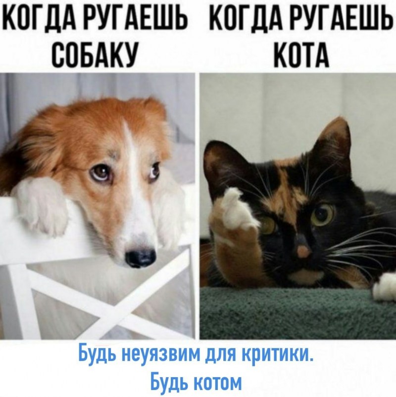 Когда ругаешь собаку и кота