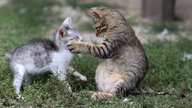 Котята играются