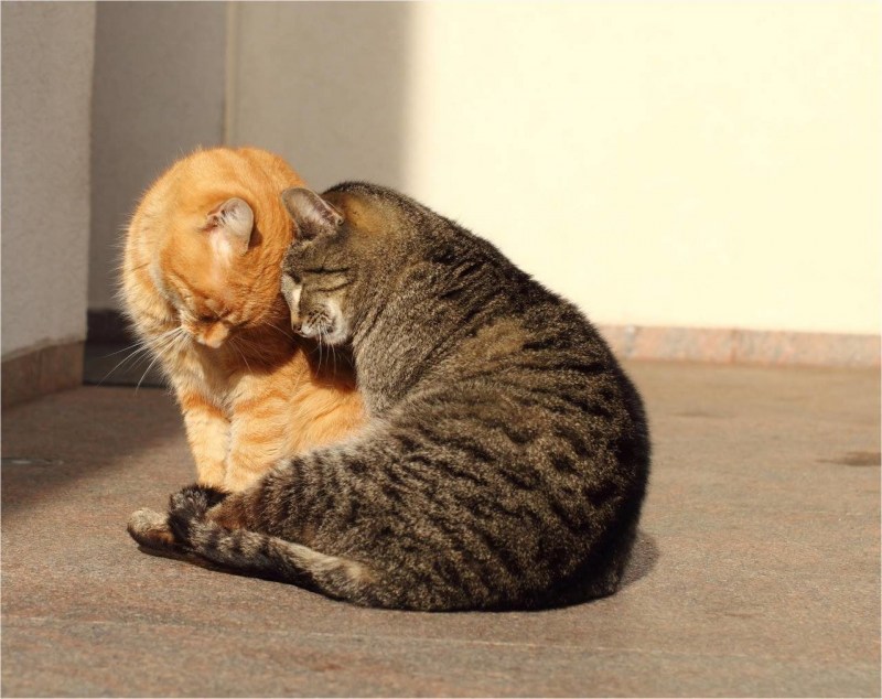 Котики мирятся