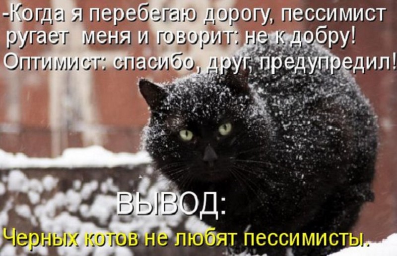 Кот предупреждает