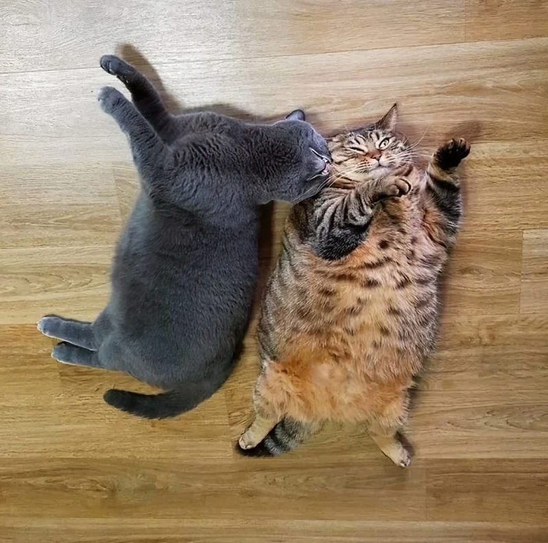 Кот Кусь
