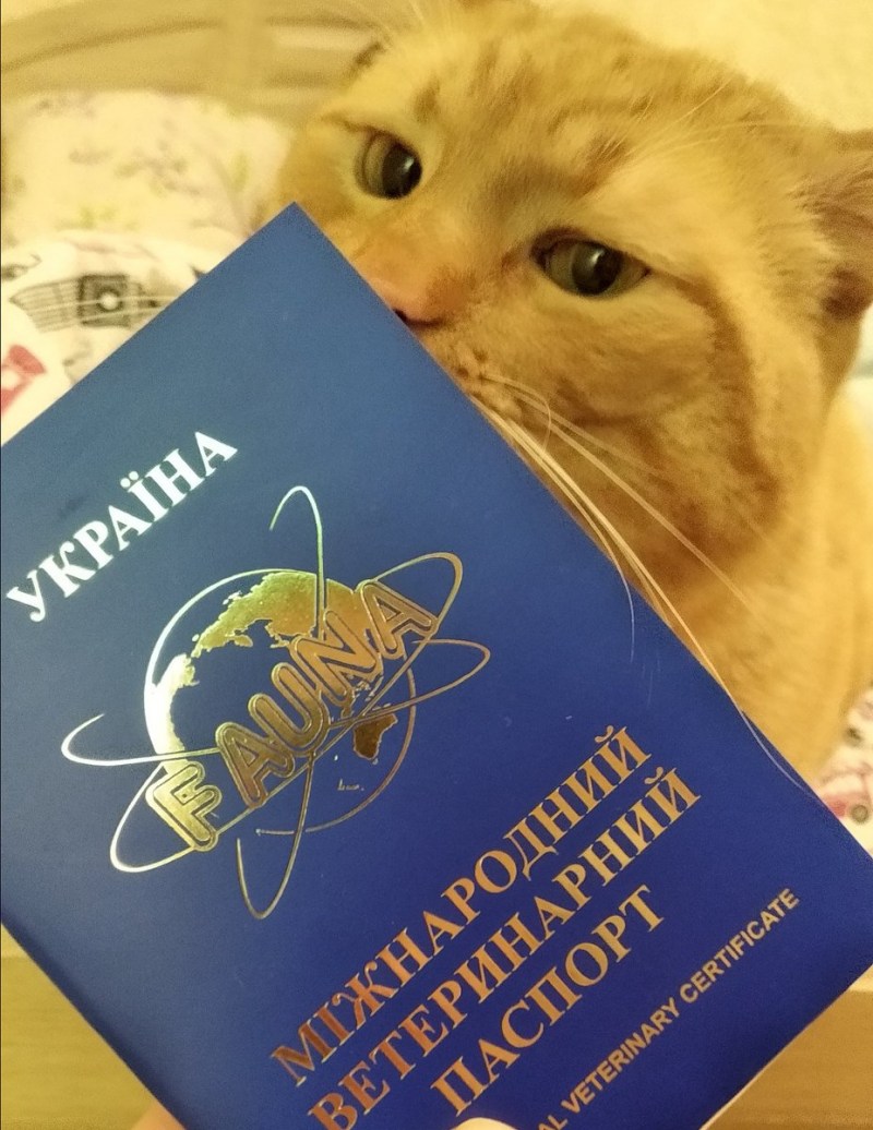 Кошачий паспорт