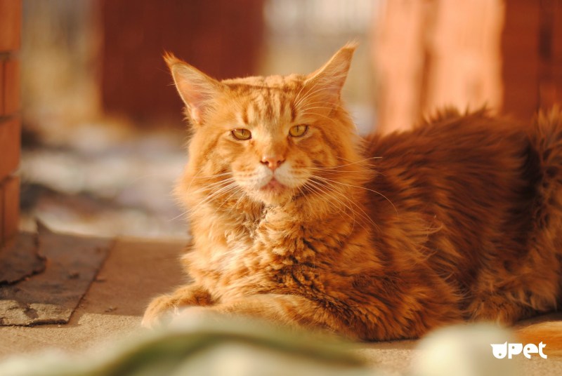 Коты Мейн кун