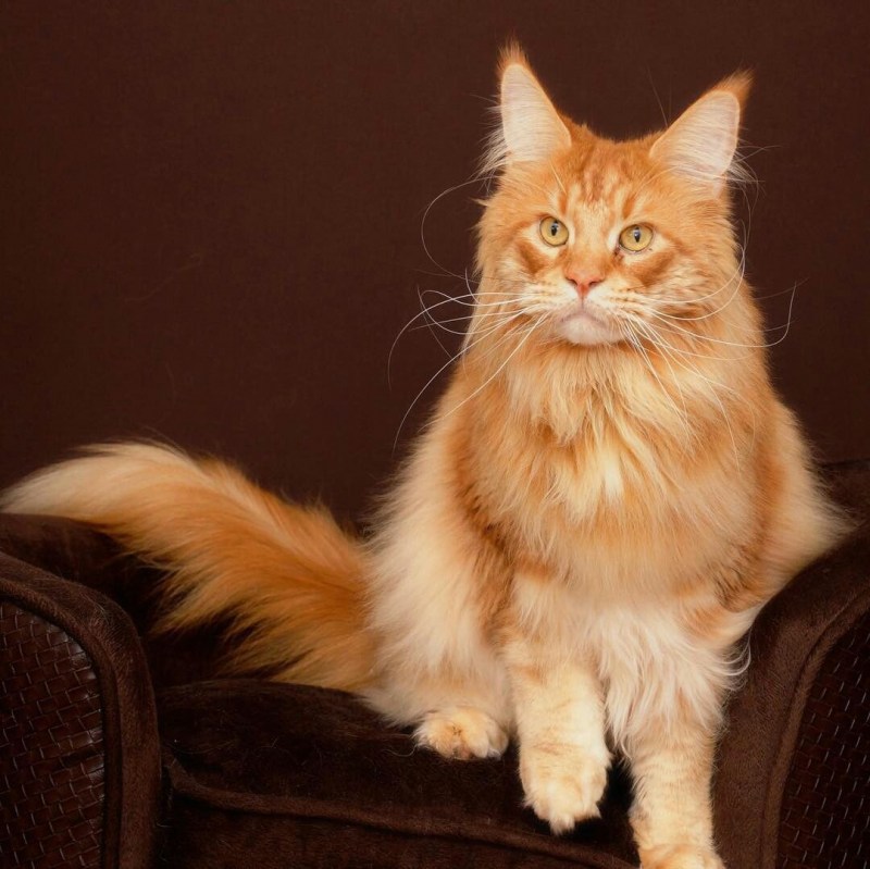 Коты Мейн кун