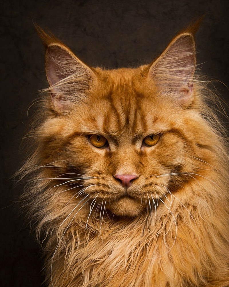 Коты Мейн куны