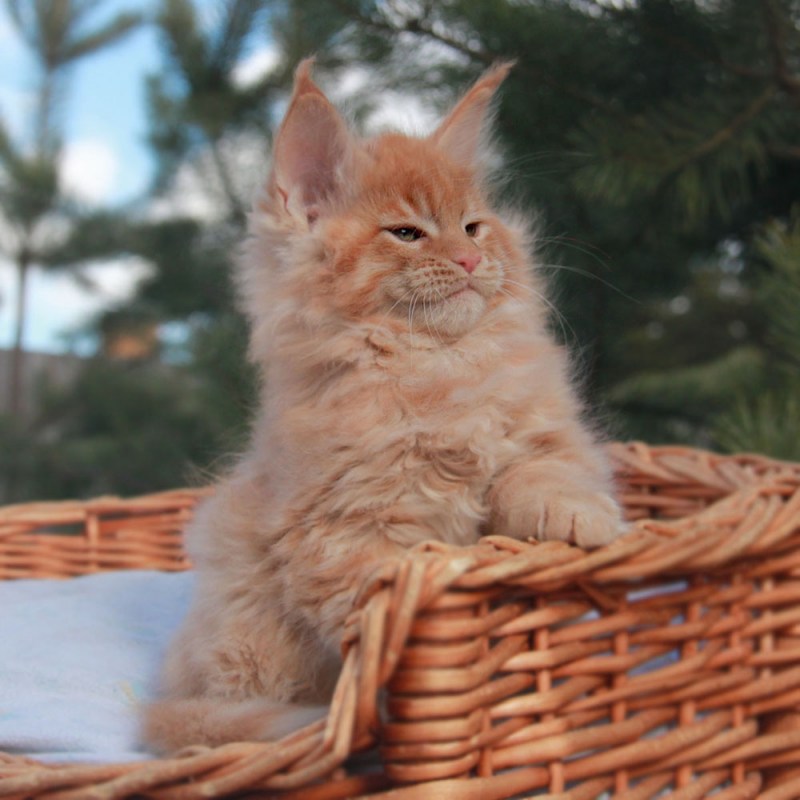 Мейн кун рыжий котенок