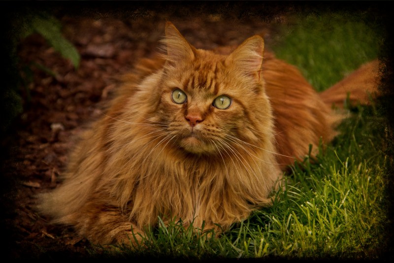 Кошки Мейн куны