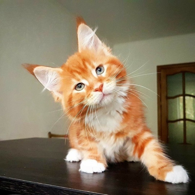 Рыжий кот Мейн кун