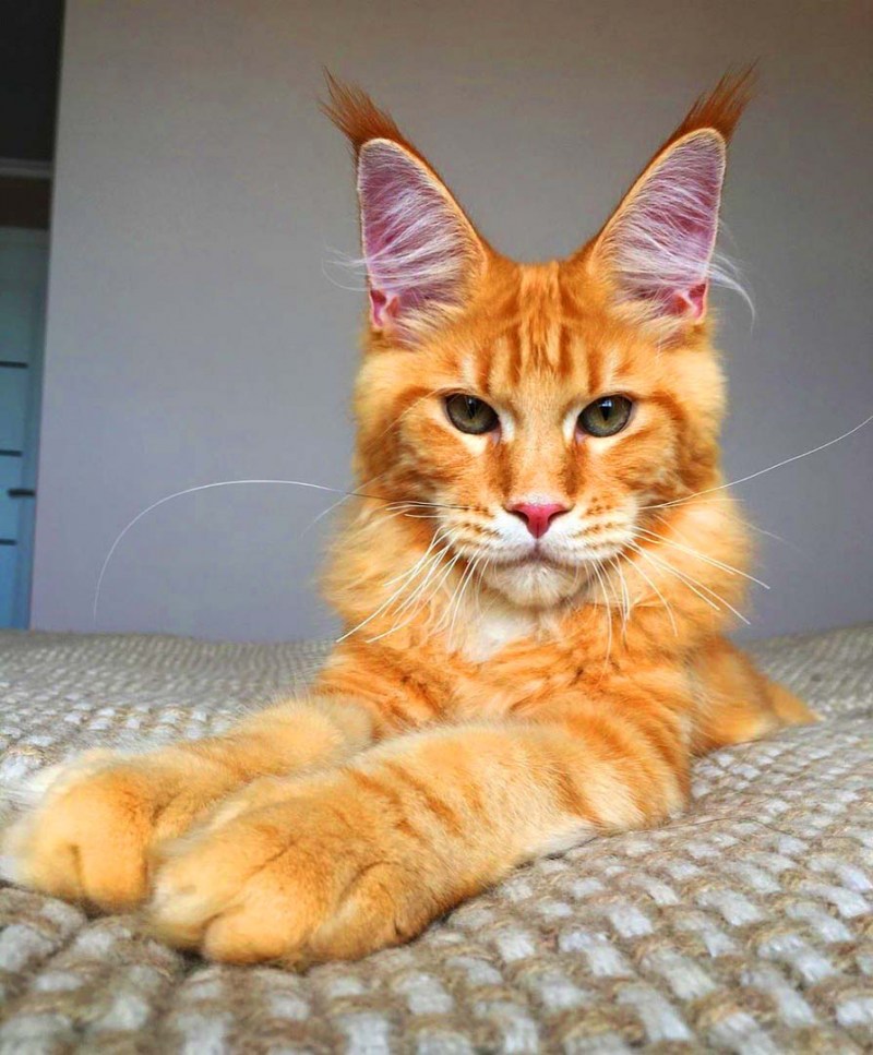 Кот Мейн кун