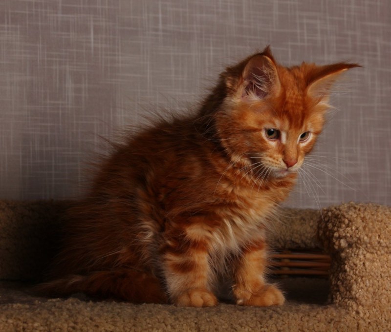 Кот Мейн кун