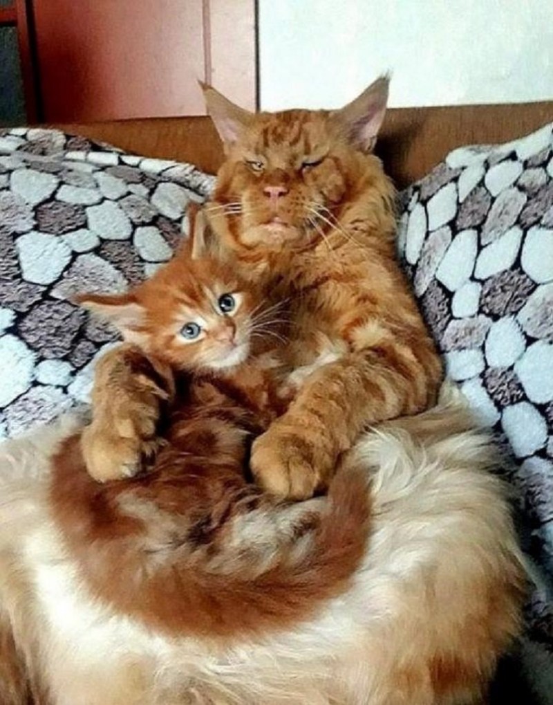 Мейн кун рыжий котенок