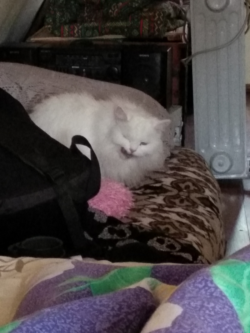 Очень смешной кот