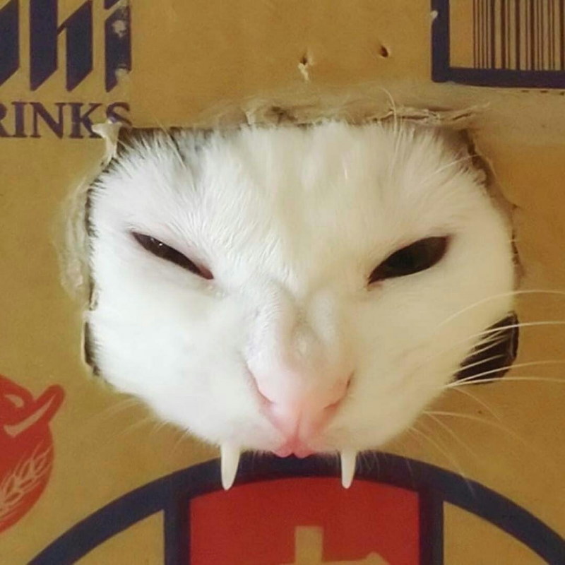 Самый смешной кот