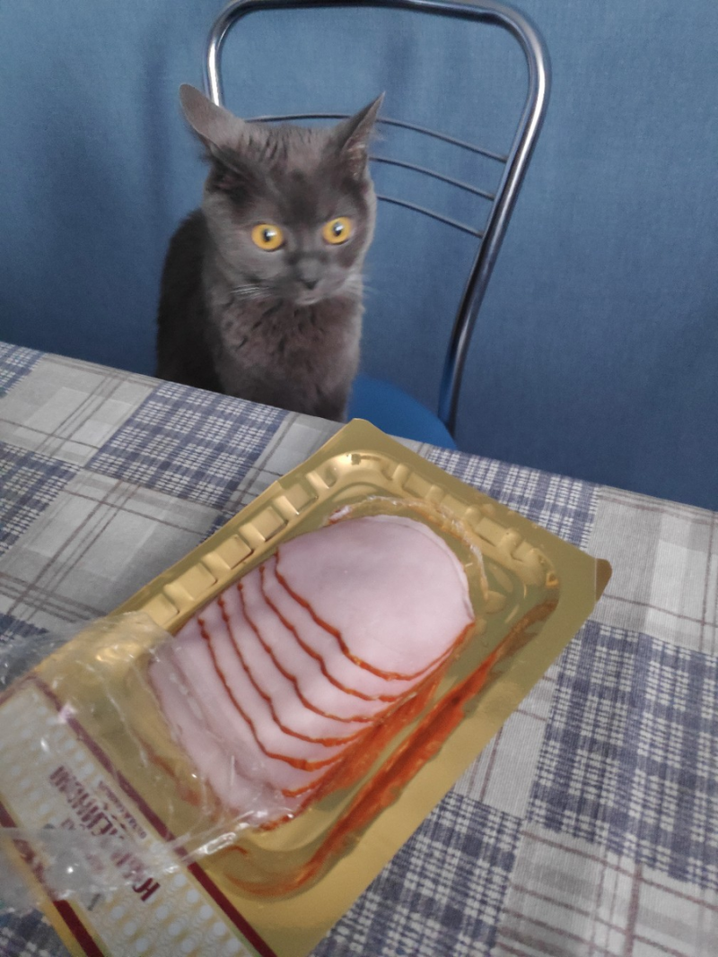 Смешные котики