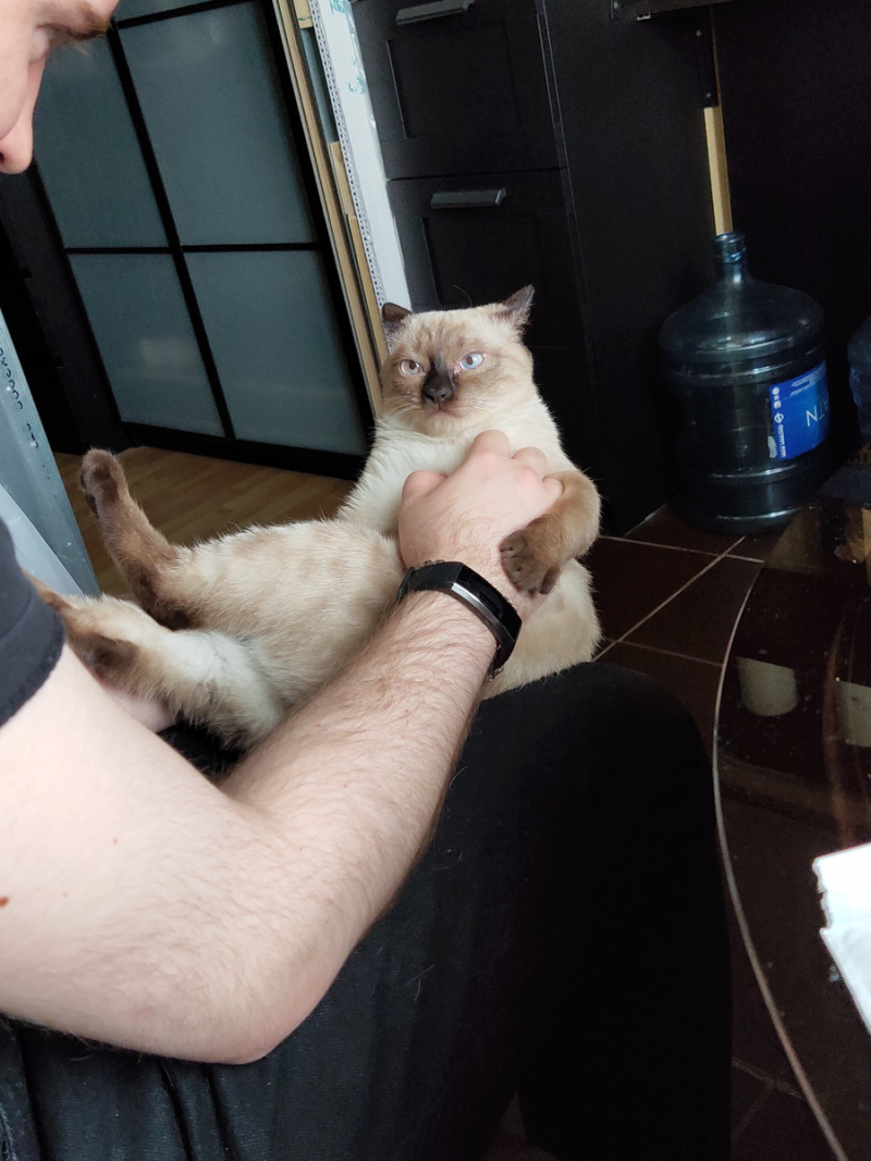 Угарные коты