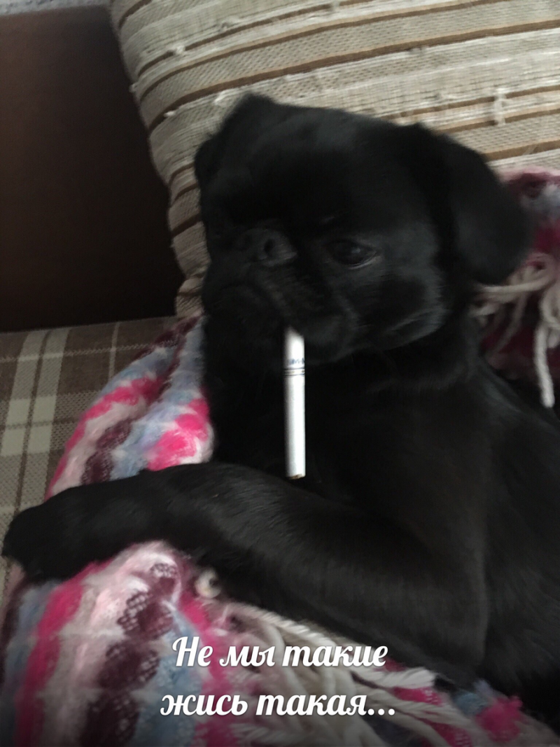 Прикольные кошки