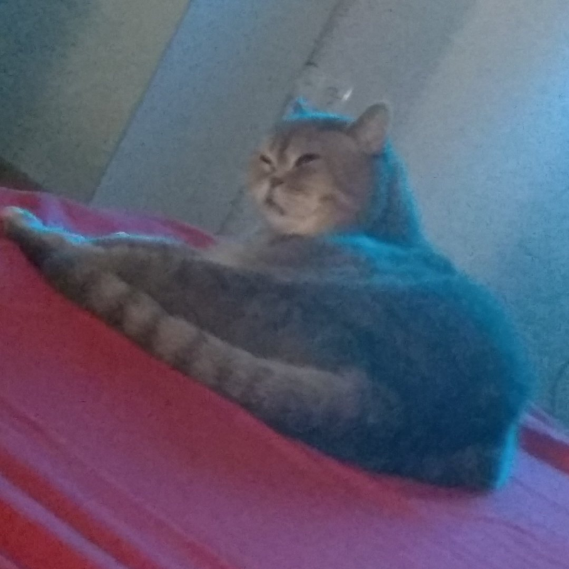 Прикольный кот