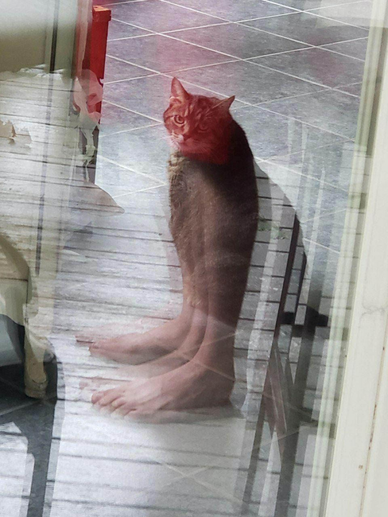 Бенгальский кот