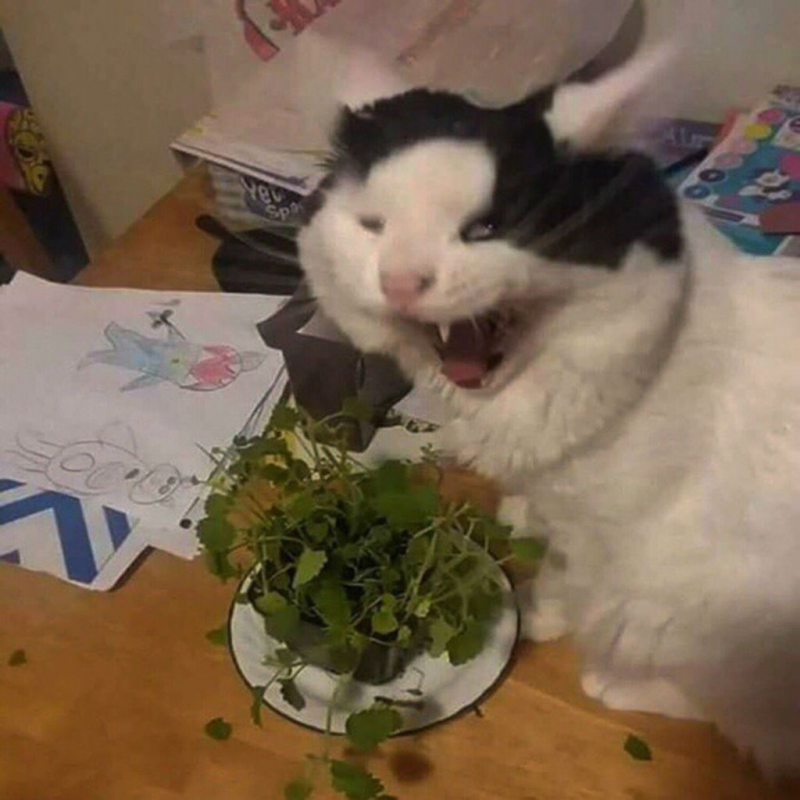 Смешные коты до слёз