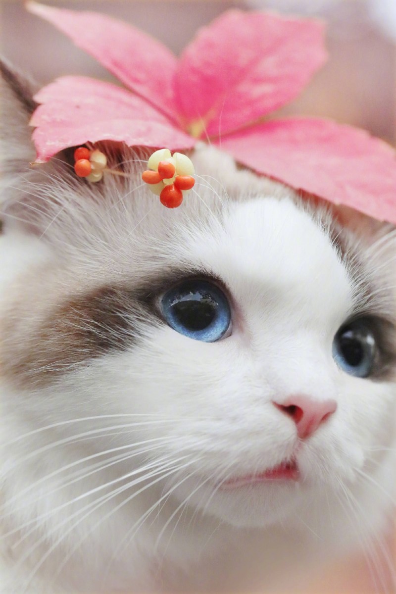 Милый кот