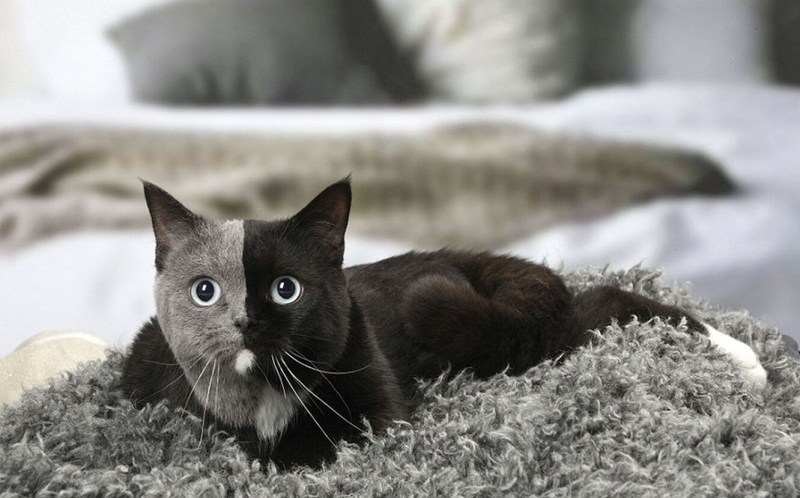 Химера кот Нарния