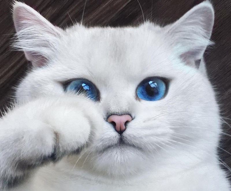 Коби кот
