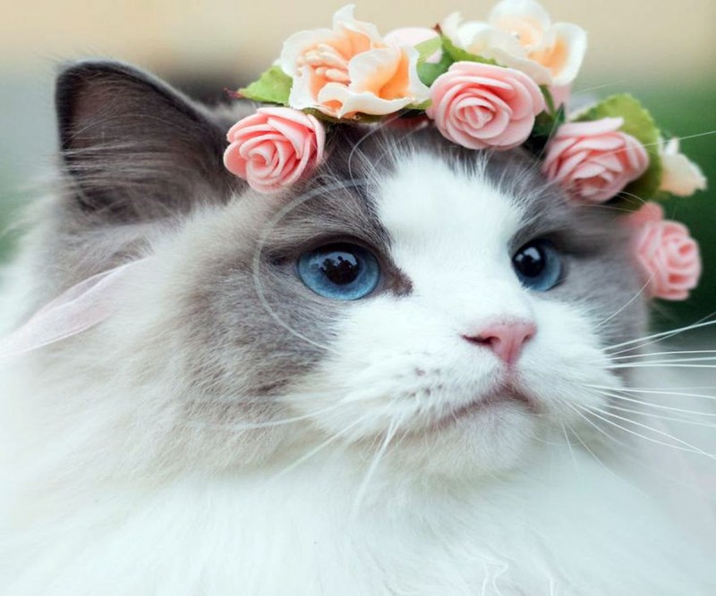 Котик с венком на голове