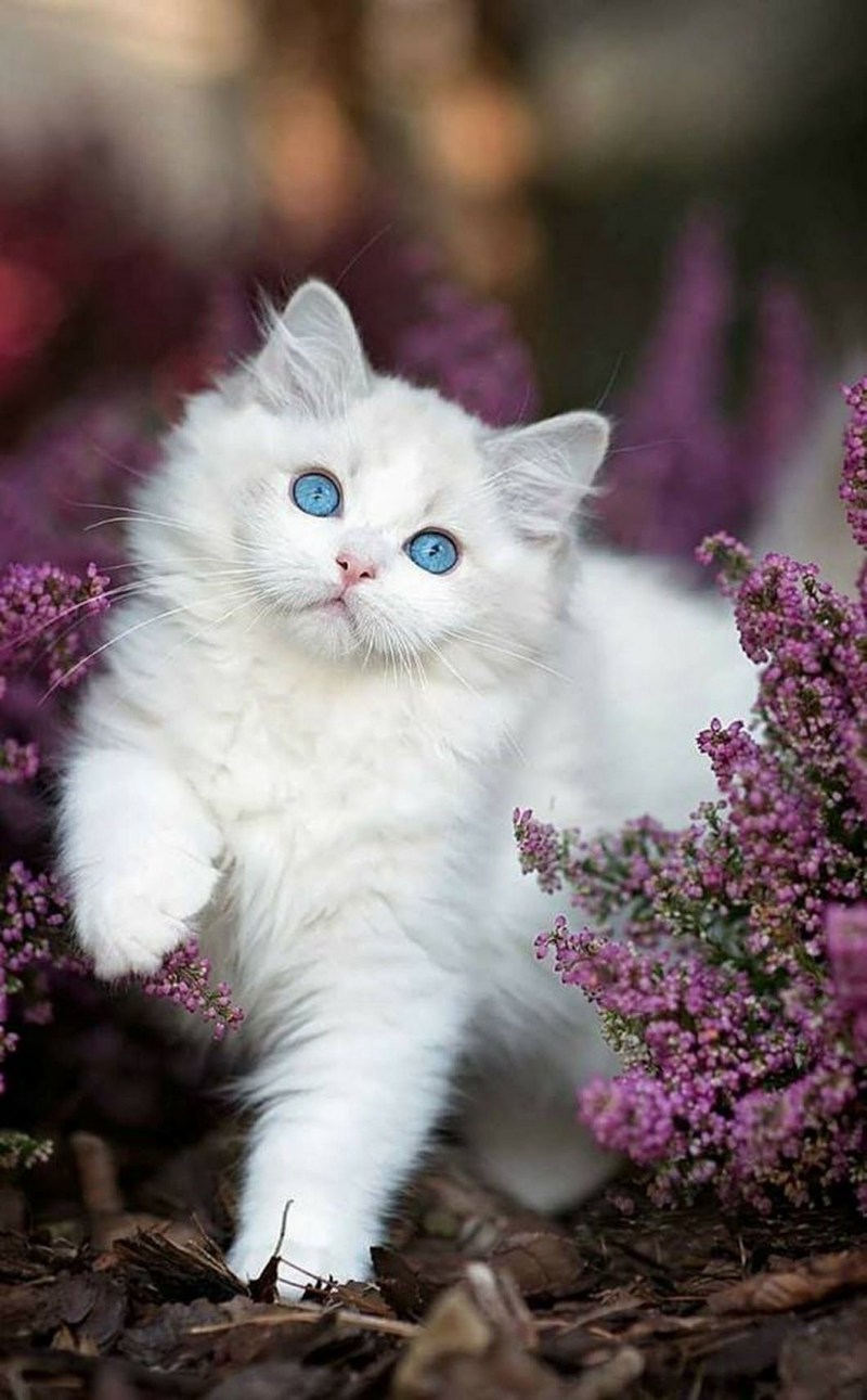 Красивые котята
