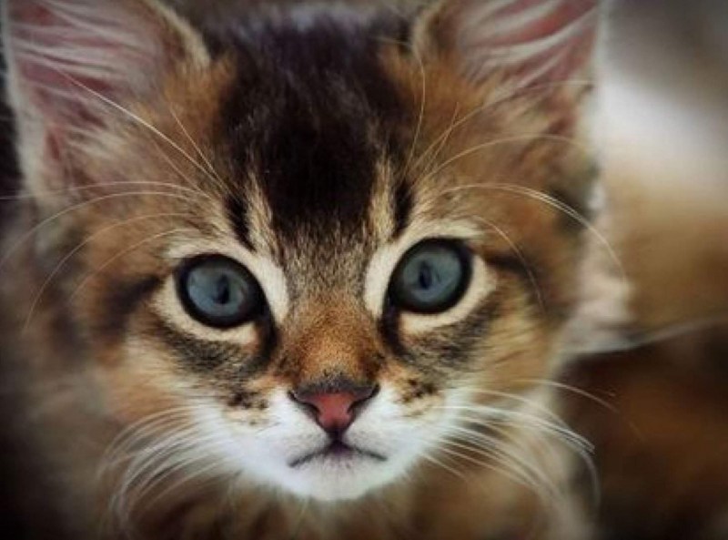 Котики картинки