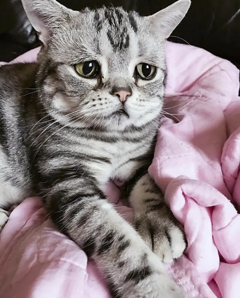 Луху кошка