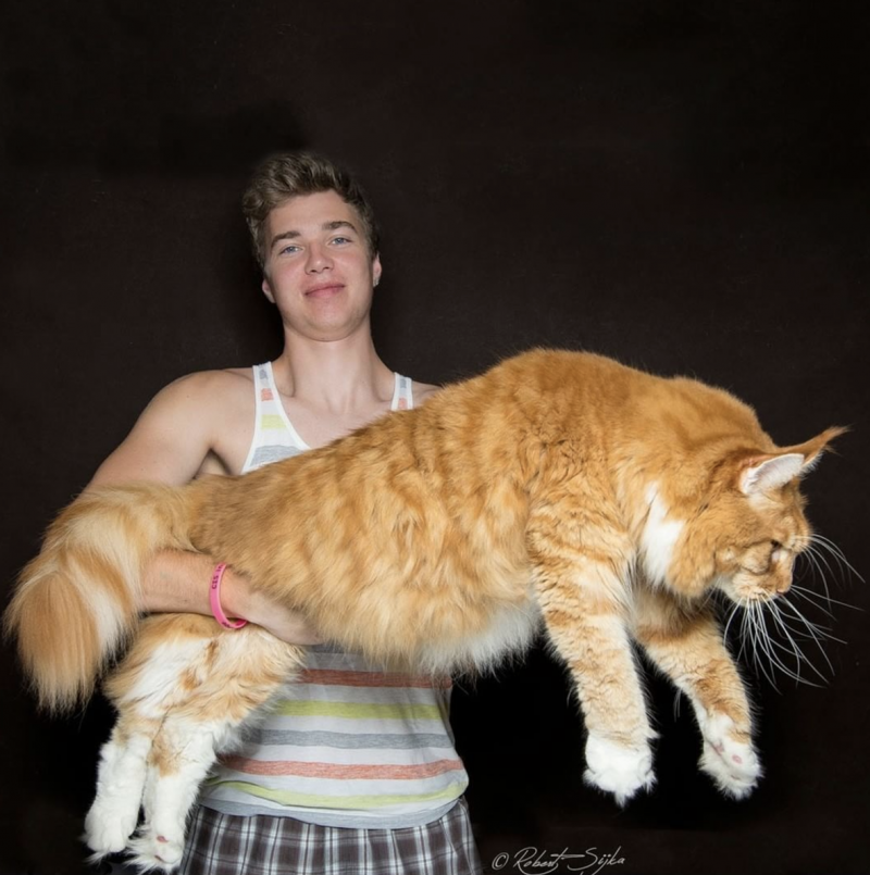 Большие коты Мейн кун