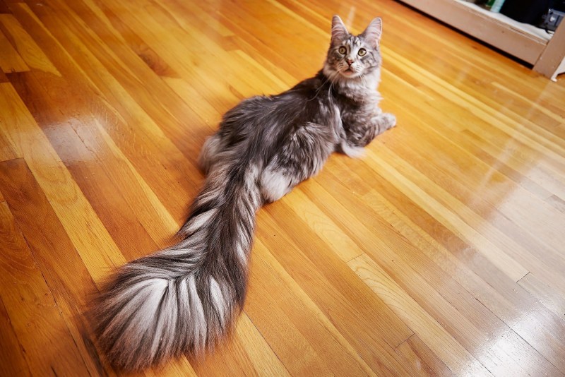Стрижка корт