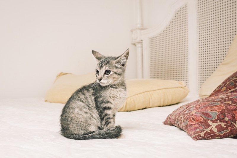 Породы кошек которые сильно линяют
