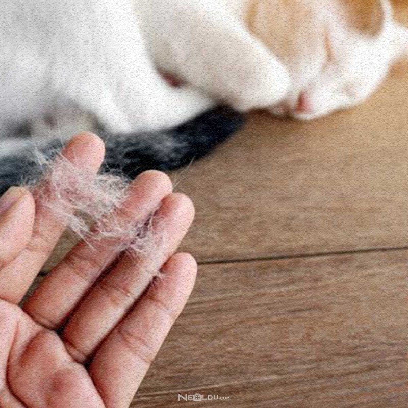 Что можно сделать из шерсти кота после вычесывания