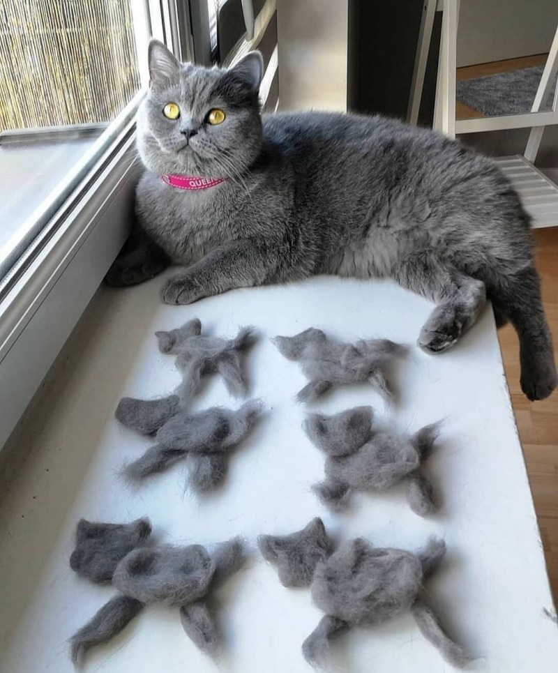 Эти кошки