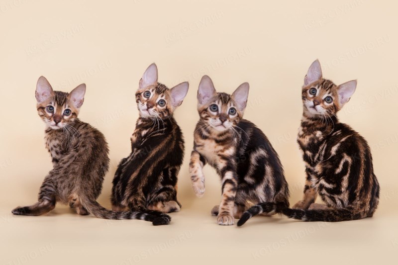 Породистые котята