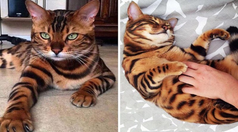 Груминг кошек