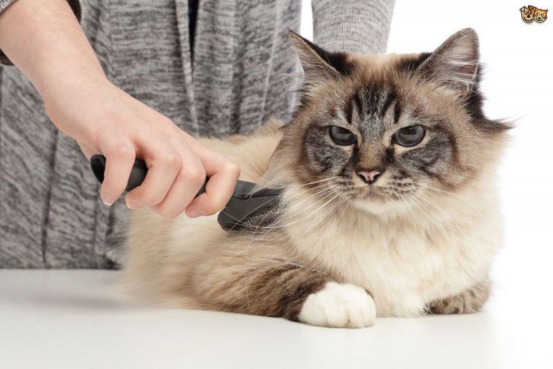 Шерсть кошки