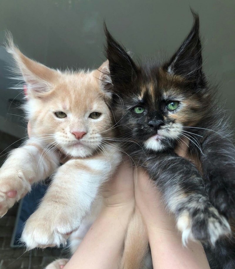 Котята от Мейн куна и сибирской