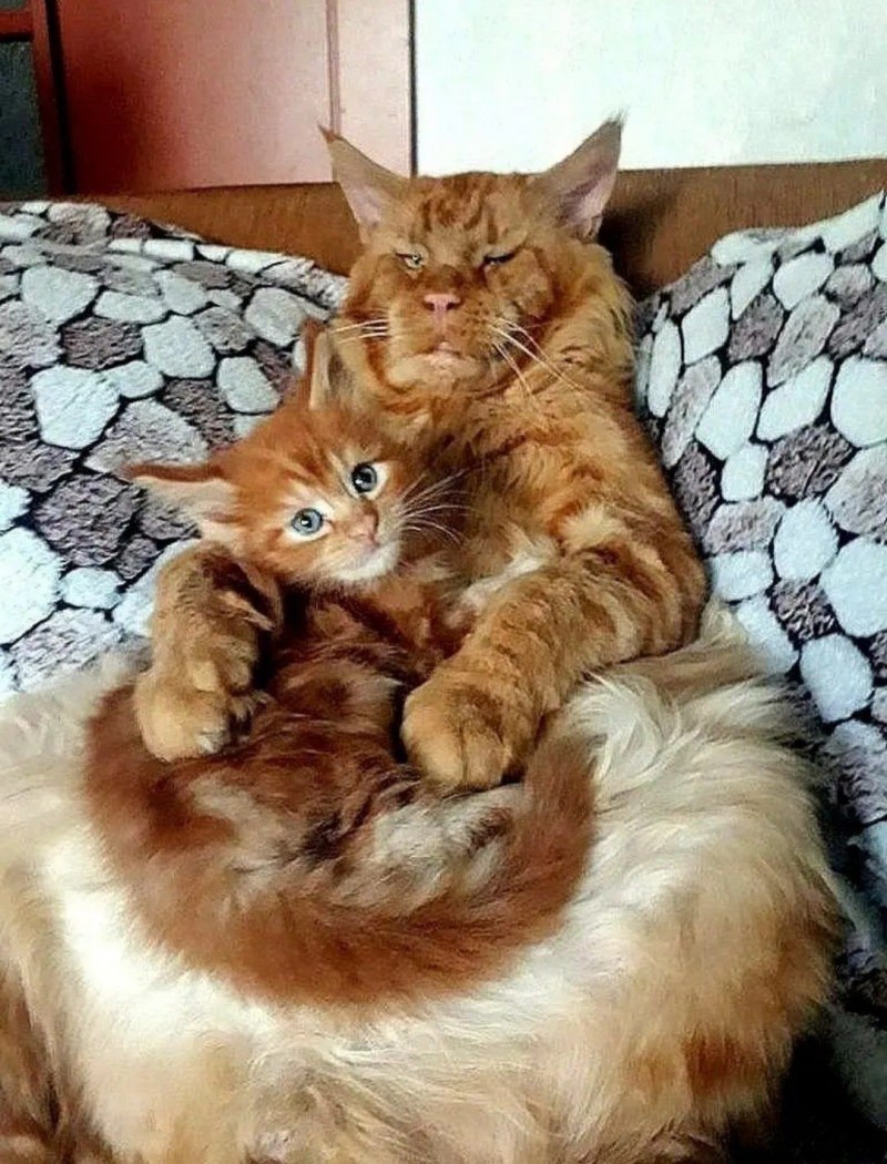 Рыжие Мейн куны семья