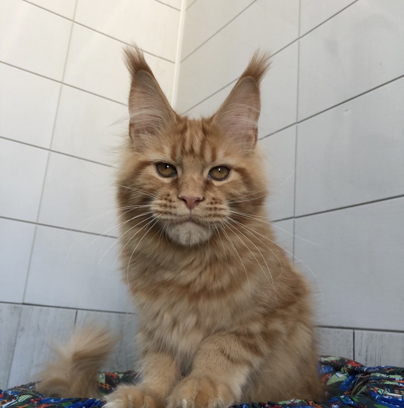 Котенок Беатрис Мейн кун