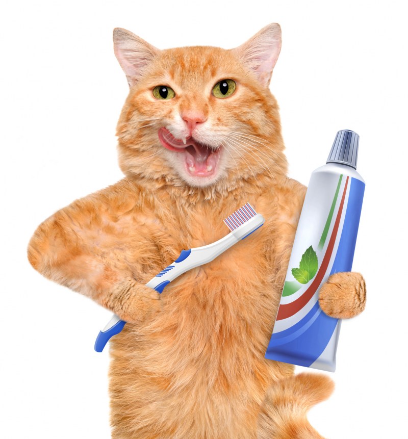 Зубная щетка для кошек