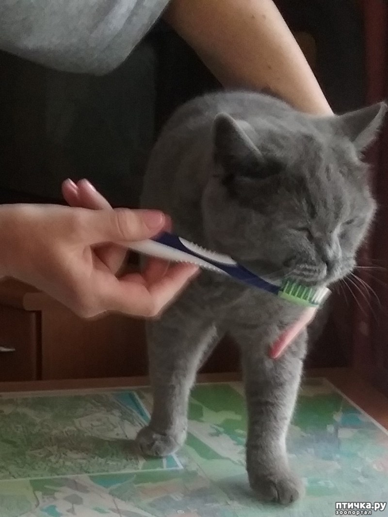 Палочки для котов для чистки зубов