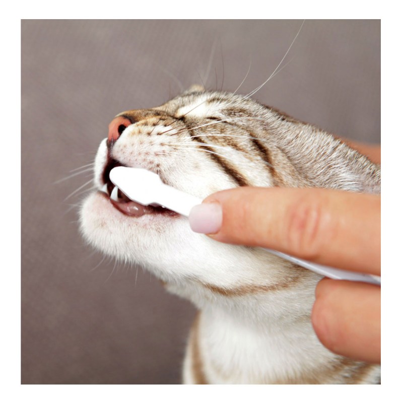 Чёрная кошка чистит зубы