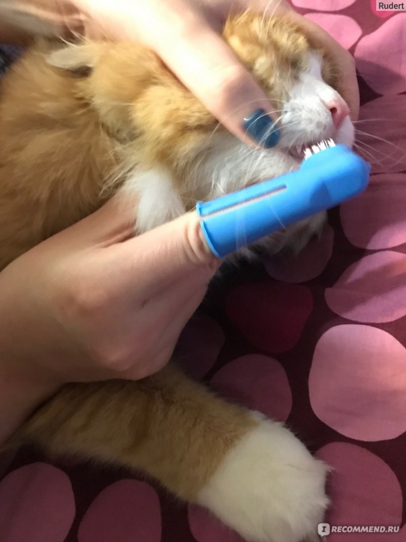 Здоровье кошки