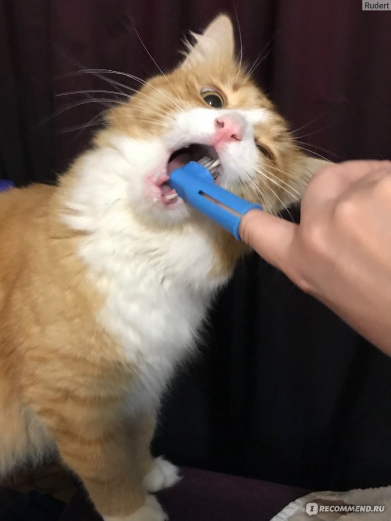 Рыжий котик чистит зубы