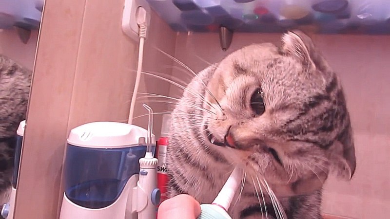Коты с зубами и шприцами