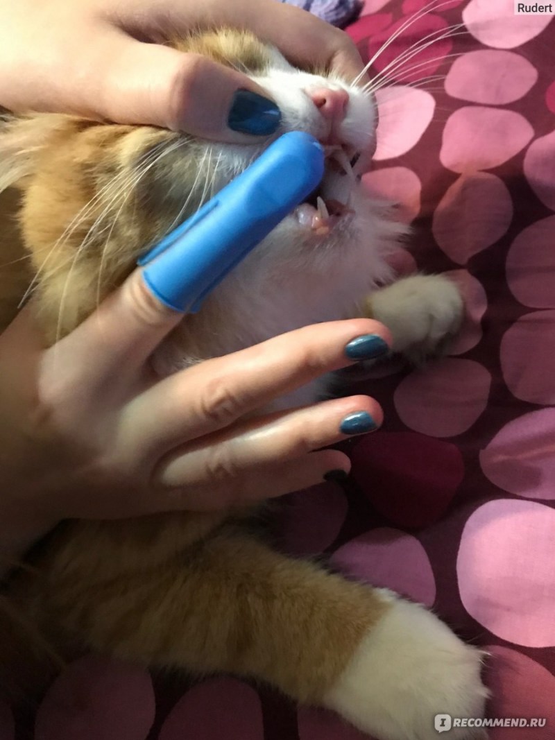 Кошка в клинике