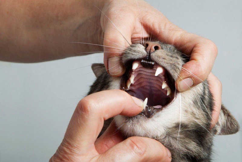 Котик доктор