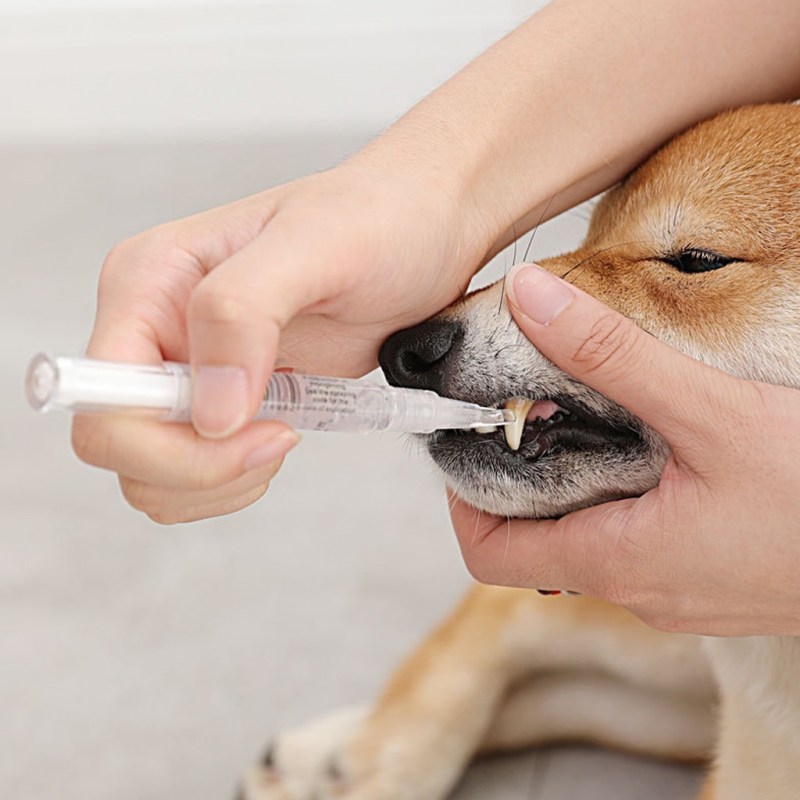 Кошка чистит зубы зубной щеткой